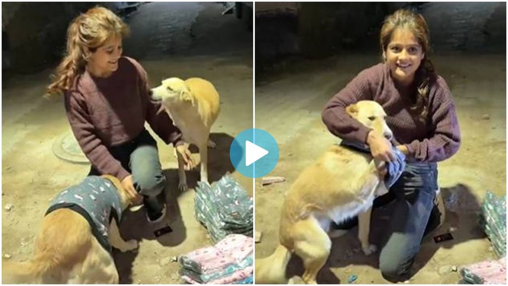 Viral Video, Girl Help Dogs, Girl helped stray dogs, Trending News,