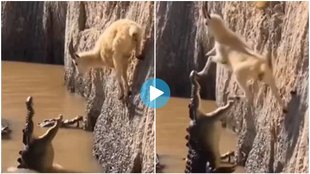 Crocodile, Goat, Viral video, Trending News,