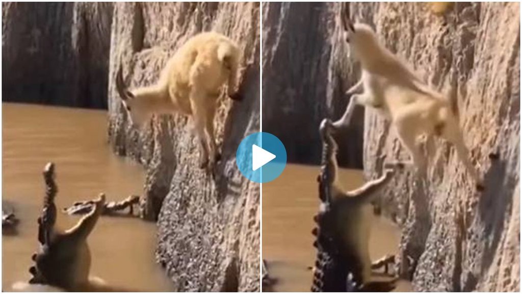 Crocodile, Goat, Viral video, Trending News, Crocodile, Goat, Viral video, Trending News,