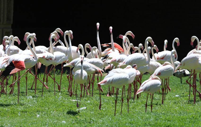 Greater Flamingo