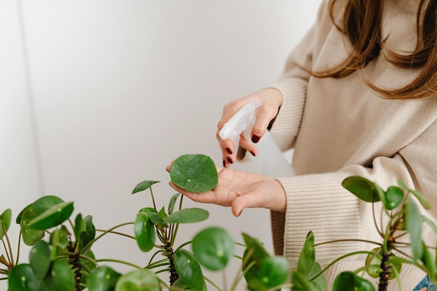 Healthy coffee plant care