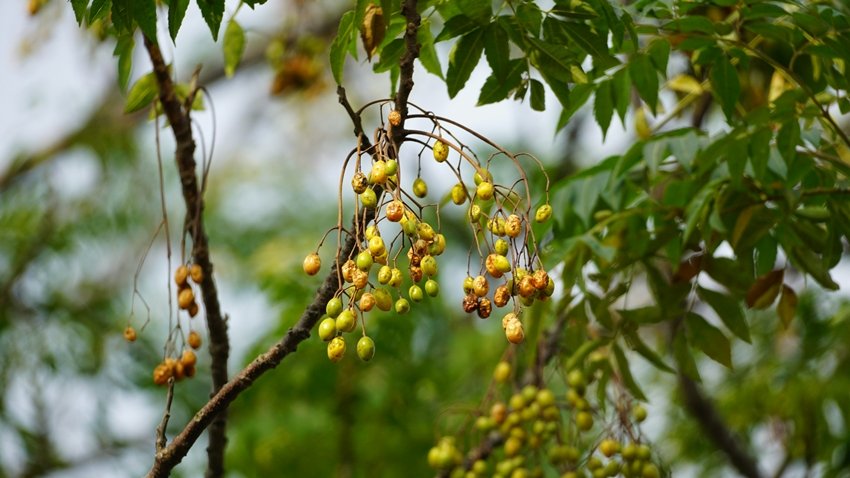Homemade tooth powder