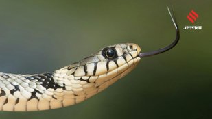 How Snake Toxins Are Transforming Healthcare
