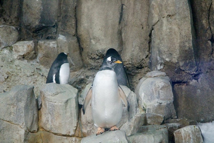 Human impact on penguins