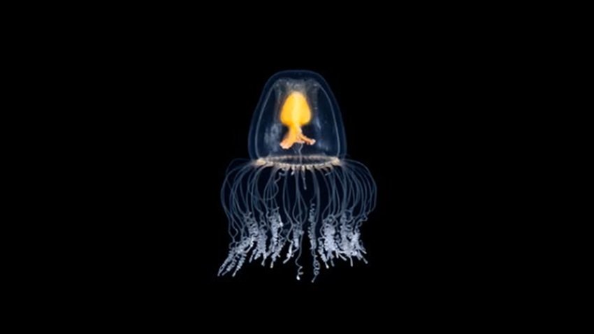 Immortal Jellyfish