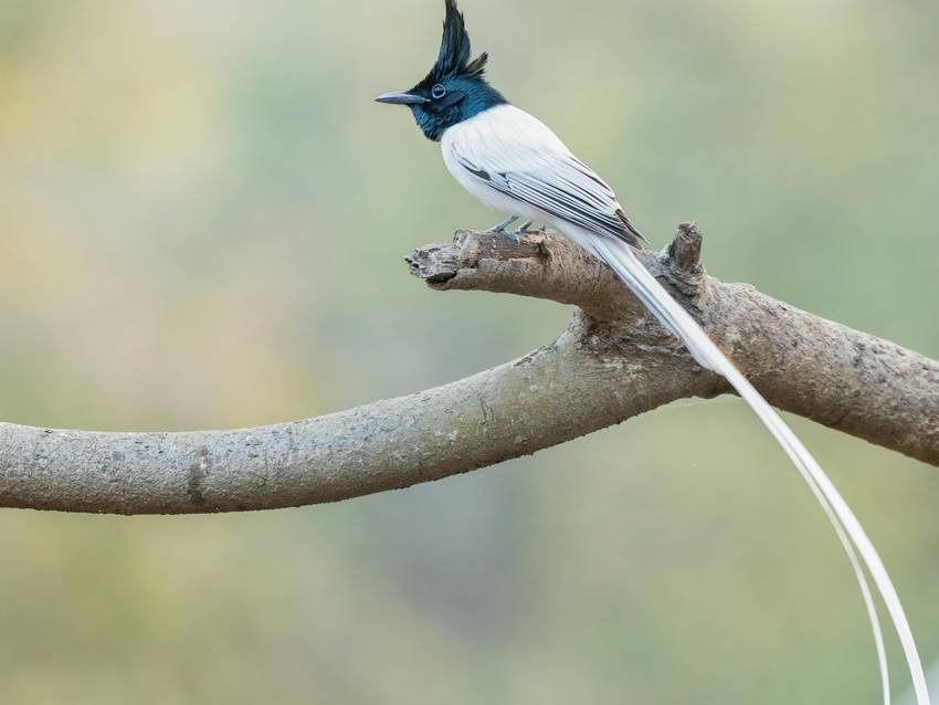 Indian paradise flycatcher- Most beautiful Indian birds