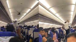 ‘बिन बुलाया मेहमान…’, बेंगलुरु-वडोदरा इंडिगो फ्लाइट में टेक-ऑफ से पहले घुसा कबूतर, देखें Viral Video