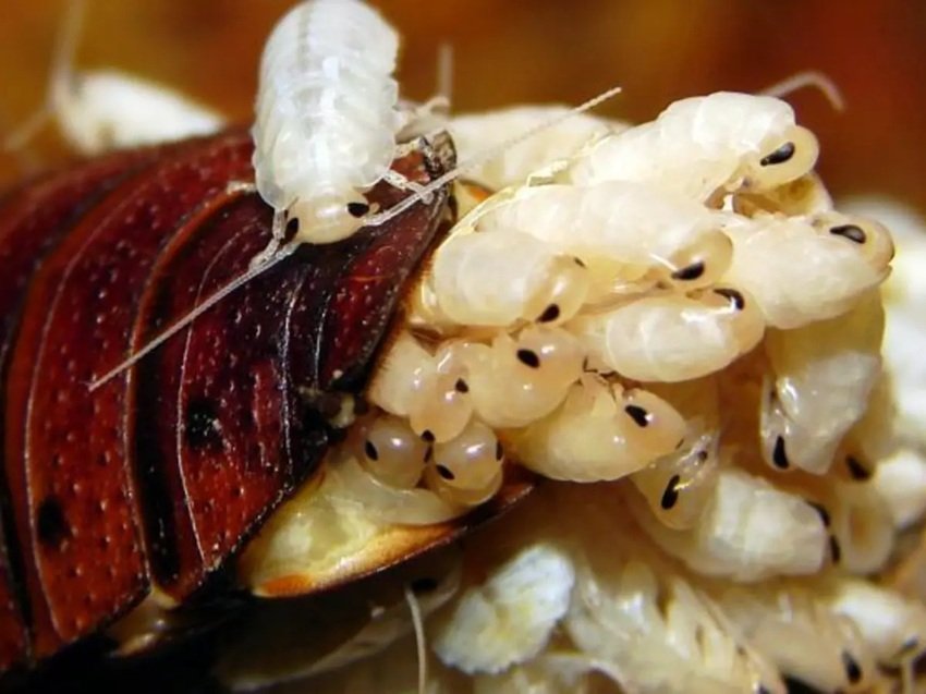Inside the Science of Cockroach Milk and Its Superfood Claims