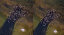 Iran Viral Video: झील पर फ्लेमिंगो का झुंड लगा गोल गोल घूमने, ड्रोन कैमरे में कैद किया गया अद्भुत नजारा लोग हैरान, रहस्य या कुछ और?