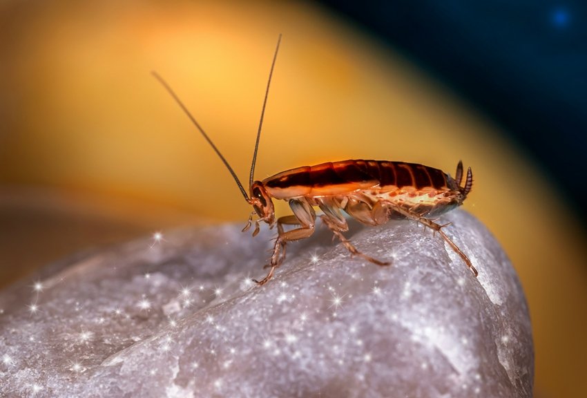 Is Cockroach Milk the Future of Nutrition