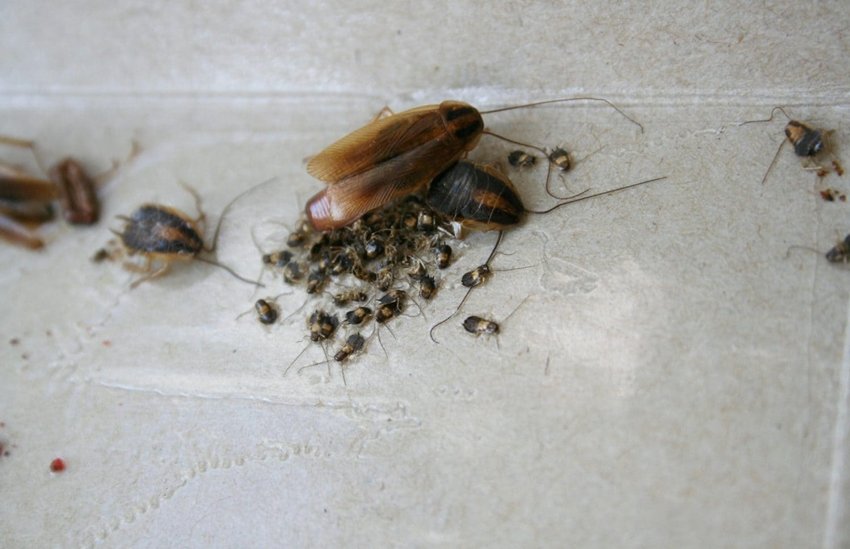 Is cockroach milk healthy