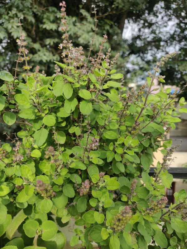 Know Which Tulsi Should Be Planted at Home