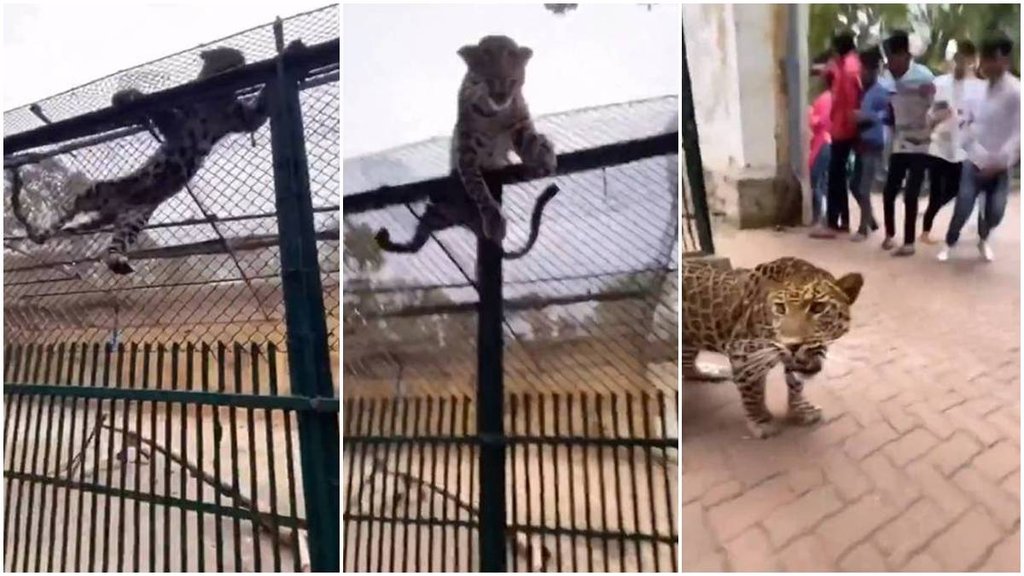 Leopard, leopard attack, leopard viral video,