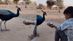 मोर को बड़े लाड से दाने खिलाने लगा छोटा बच्चा, Video Video में दिखा ‘मोरू’ के लिए निःस्वार्थ प्रेम, भर आया यूजर्स का दिल