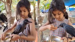 कौए को बड़े प्यार से खाना खिलाती दिखी बच्ची, मुंह में खिलाया एक-एक निवाला, दिल को छू रहा Viral Video