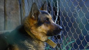 Two sisters in Lucknow die by suicide over sick pet dog