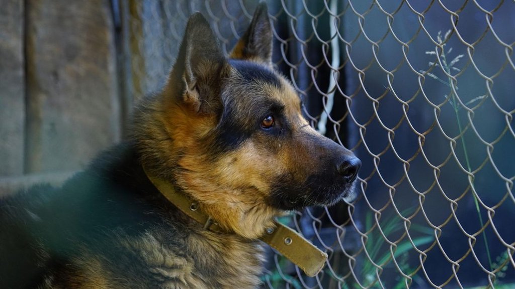 Two sisters in Lucknow die by suicide over sick pet dog