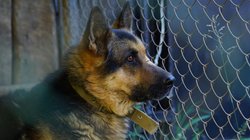 लखनऊ : बीमार पालतू डॉगी के गम में दो बहनों ने दी जान, ‘टॉनी’ ने भी तोड़ा दम; बेजुबान से प्रेम की दिल दुखाने वाली दास्तां