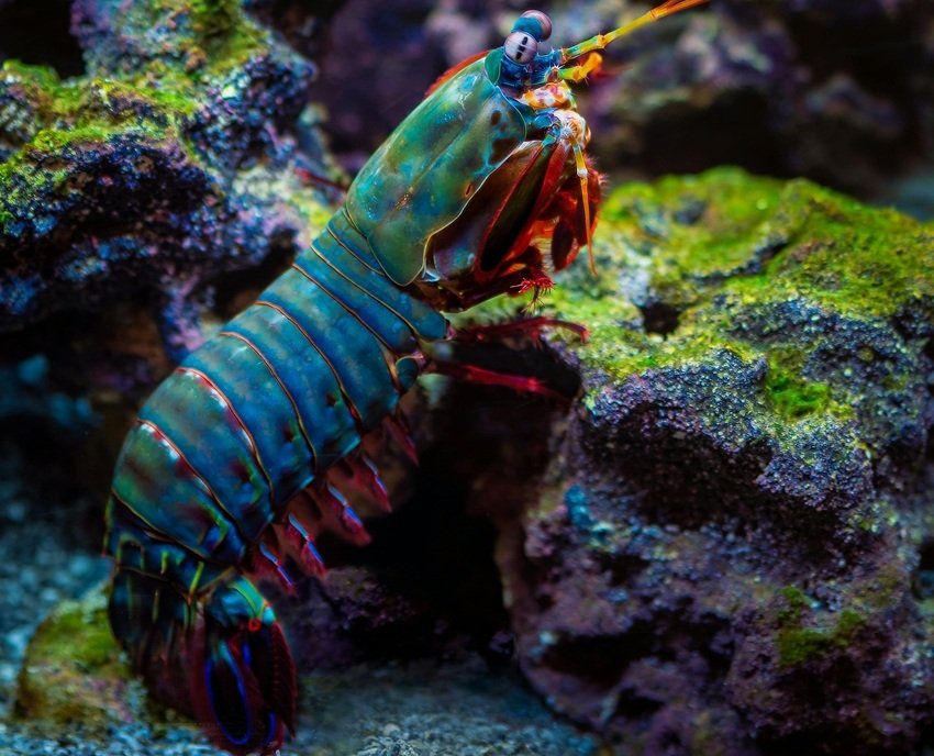Mantis Shrimp