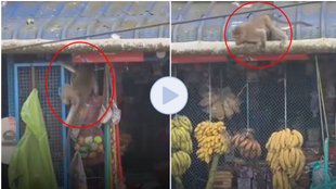 Monkey Video viral, Monkey theft, viral video, video viral, trending video,