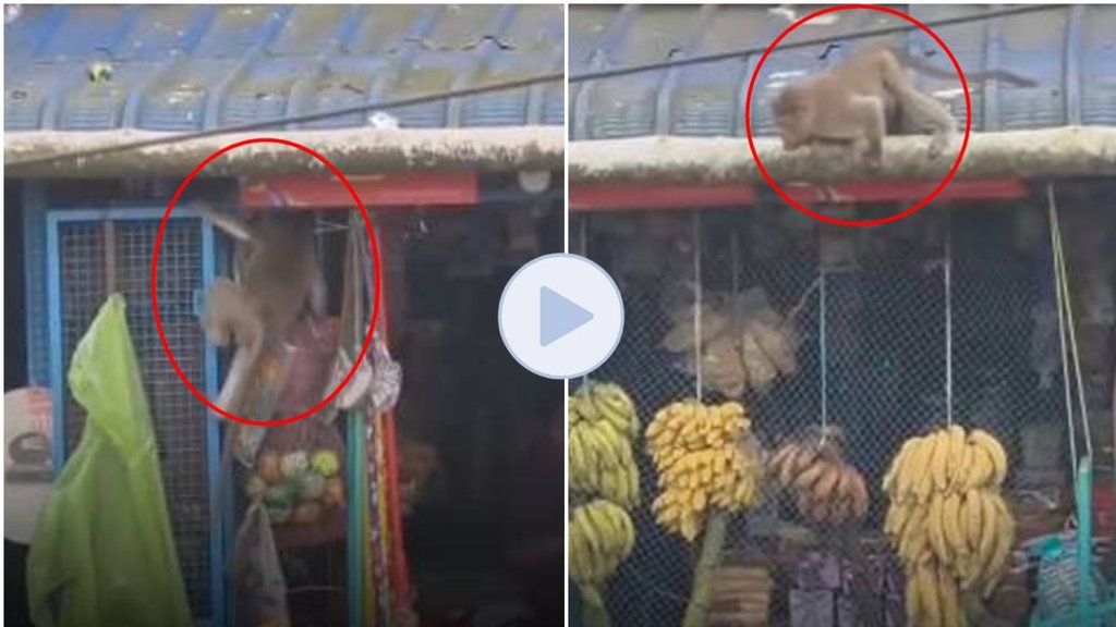 Monkey Video viral, Monkey theft, viral video, video viral, trending video,