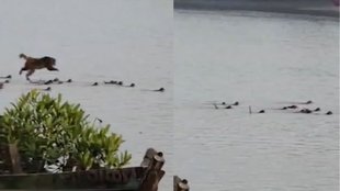 Viral Video Monkeys dives in river to save one of their own from a crocodile Lesson in Unity from Odisha.
