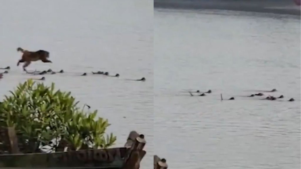 Viral Video Monkeys dives in river to save one of their own from a crocodile Lesson in Unity from Odisha.