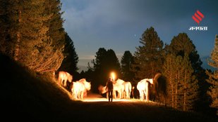 Most Jaw-Dropping Animals You Have to See to Believe of Nature