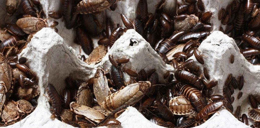 Most Nutrient-Dense Milk Comes From a Cockroach