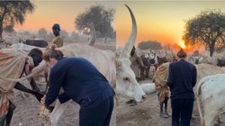 पानी नहीं, यहां ‘गोमूत्र’ से नहाते हैं लोग! हाथ-पैर धोने से लेकर बालों के रंग तक के लिए करते हैं इस्तेमाल; वजह जान रह जाएंगे दंग