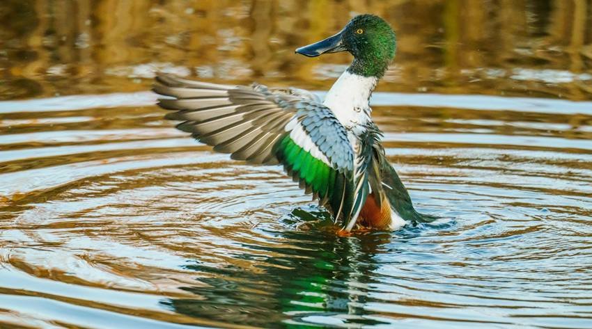 Northern Shoveler