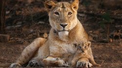 दुनिया से गायब हो जाएंगी जानवरों की 8 हजार प्रजातियां, क्लाइमेट चेंज को लेकर ऑक्सफोर्ड की रिसर्च में बड़ी भविष्यवाणी