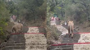Lion appears before tourists at Shetrunjay Hills Palitana Shocking Viral Video