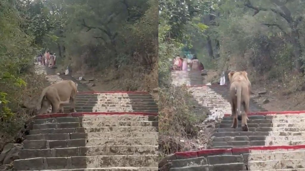 Lion appears before tourists at Shetrunjay Hills Palitana Shocking Viral Video