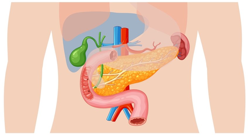 Human Digestive System Anatomy