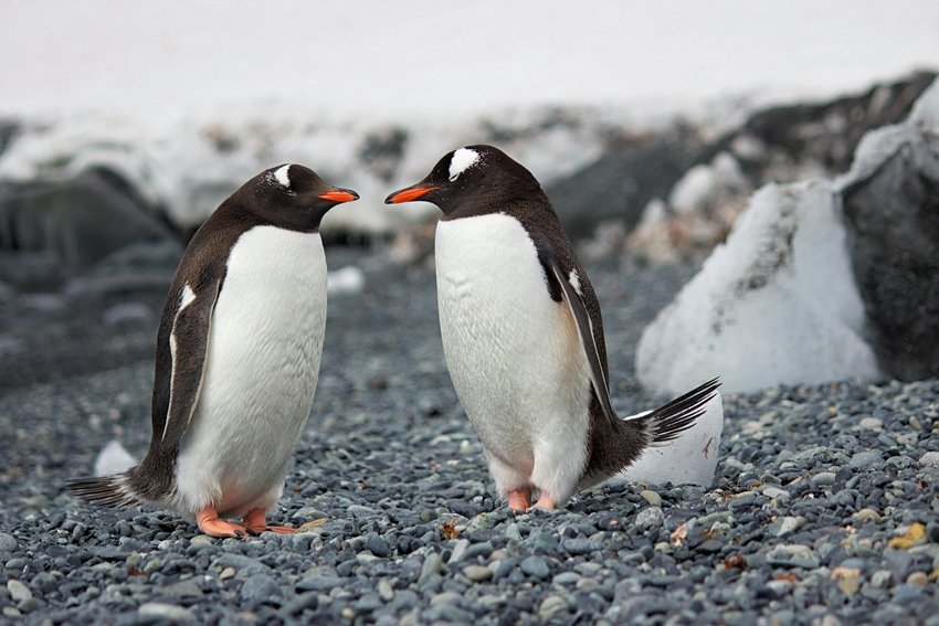 Penguin disease risk from humans