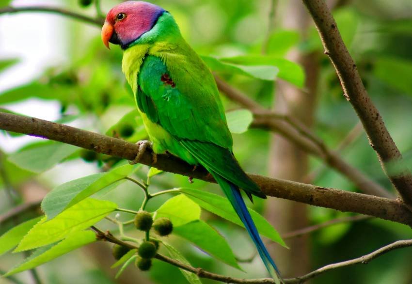Most beautiful Indian birds, Plum-headed parakeet