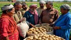 potato price crash, north india potato rates, potato farmers crisis, potato mandi prices