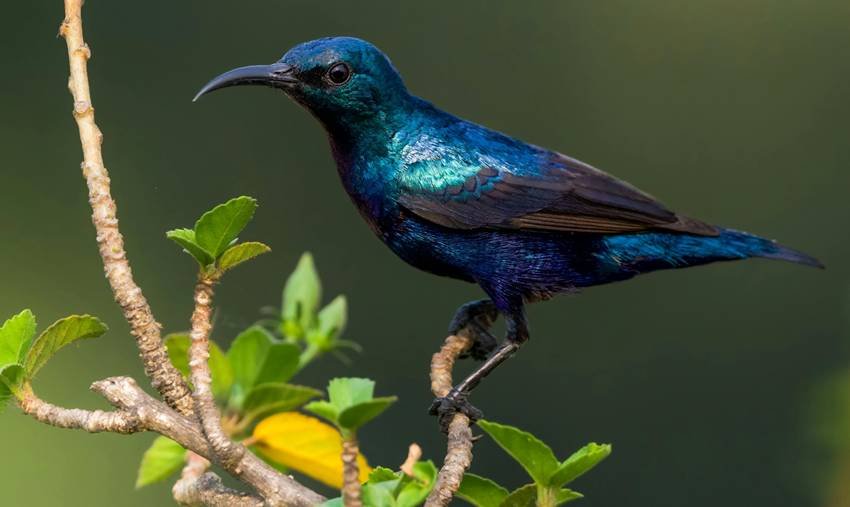 Purple sunbird