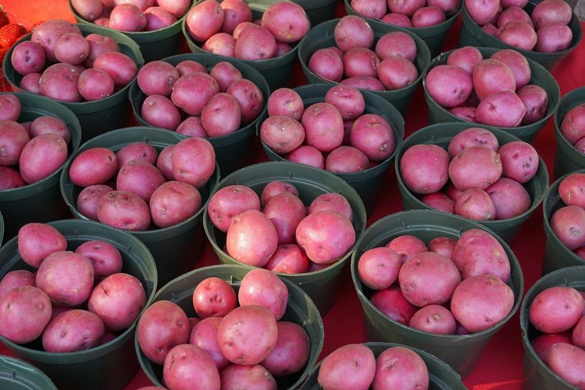 Red potatoes health tips