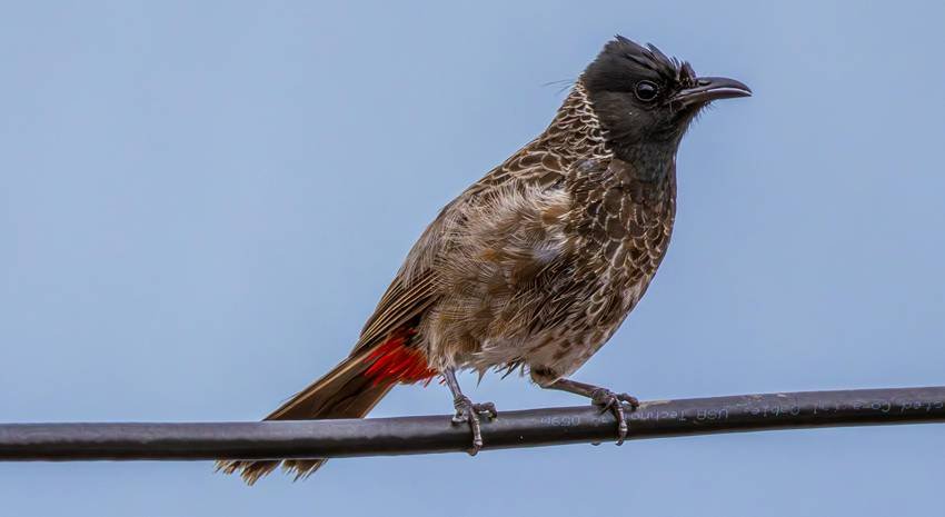 Red-vented bulbul, Most beautiful Indian birds