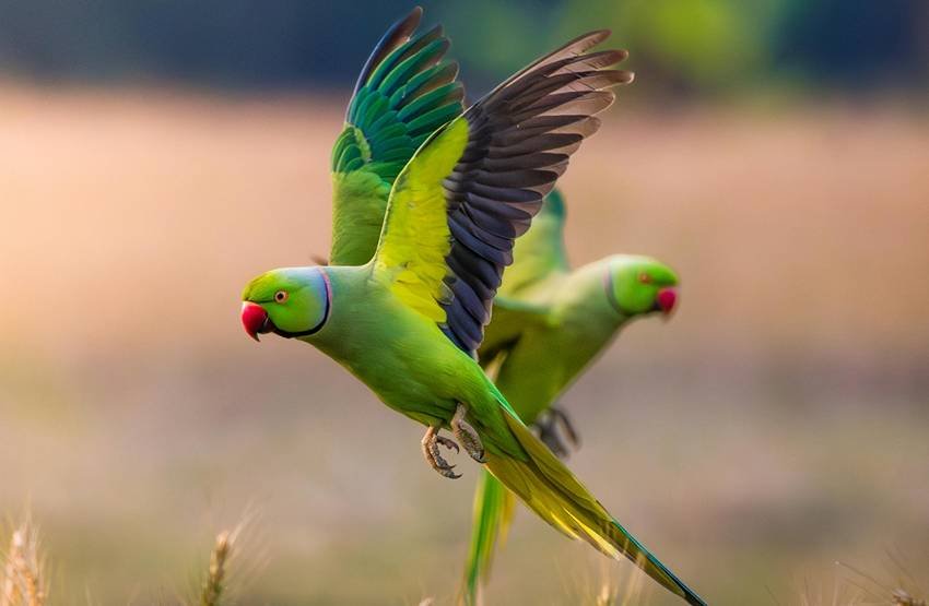 Rose-ringed parakeet