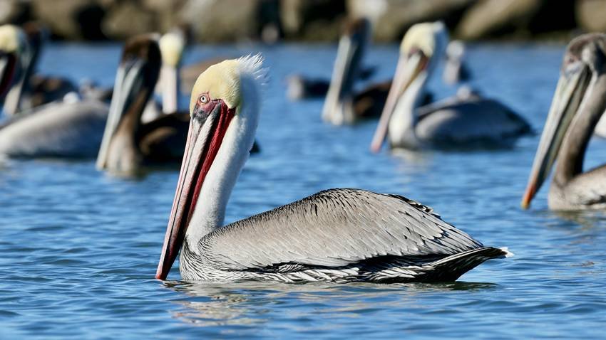 Rosy Pelican