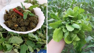 Winter Special Recipes, Sarson ka saag, saag recipe must try in winter season, Fenugreek leaves