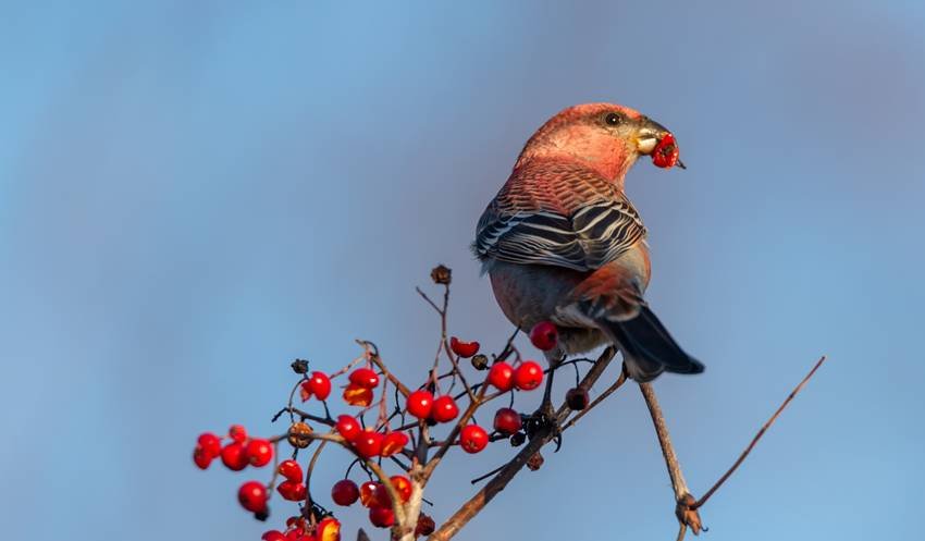 Scarlet minivet- Most beautiful Indian birds