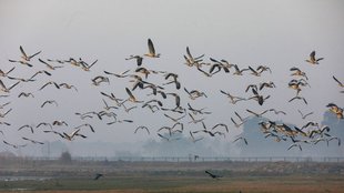 Okhla Bird Sanctuary metro station, Okhla bird sanctuary ticket price, Okhla Bird Sanctuary timings