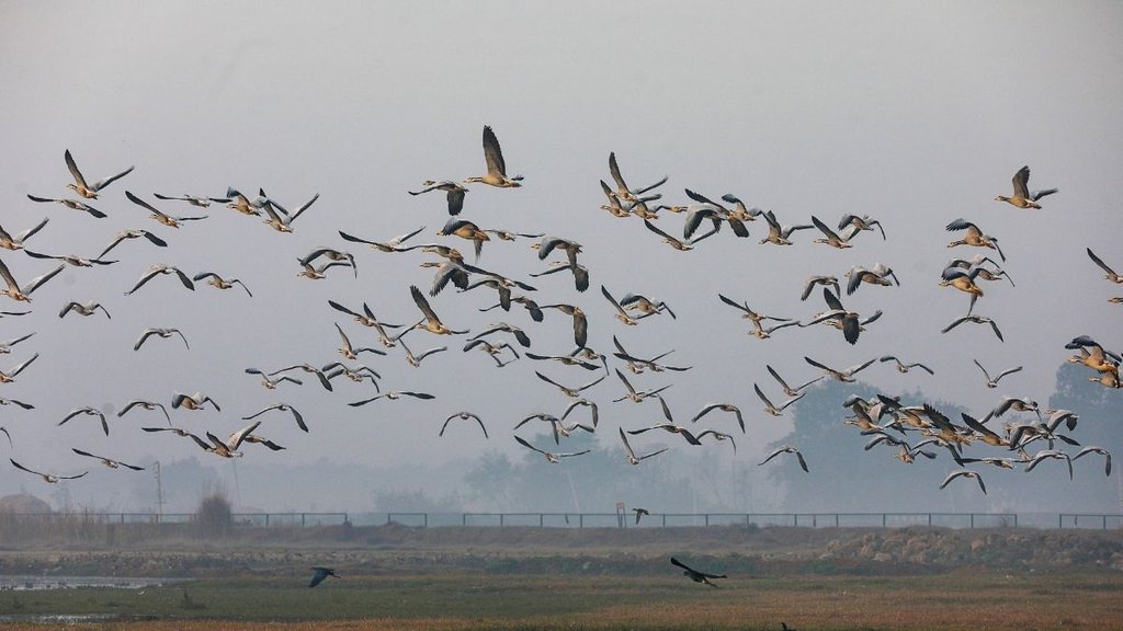 Okhla Bird Sanctuary metro station, Okhla bird sanctuary ticket price, Okhla Bird Sanctuary timings Okhla Bird Sanctuary metro station, Okhla bird sanctuary ticket price, Okhla Bird Sanctuary timings