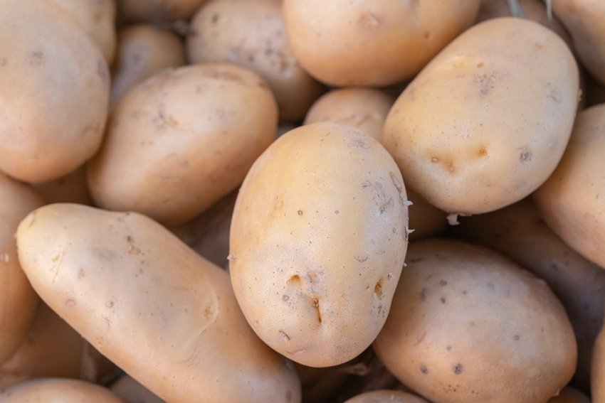 Side effects of eating sprouted potatoes