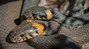 Tamil Nadu, Hindi News, Snake
