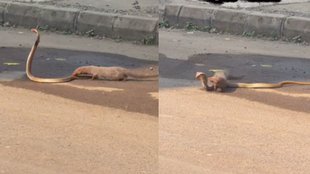 Snake Viral Video, Viral Video, Trending Video